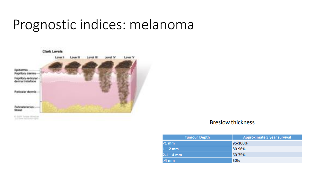 <ul><li><p>clack level - depth of invasion of melanoma </p></li><li><p>distance from basement membrane to the lowest down tumour cell - Breslow thickness - approximate 5 year survival </p></li></ul><p></p>