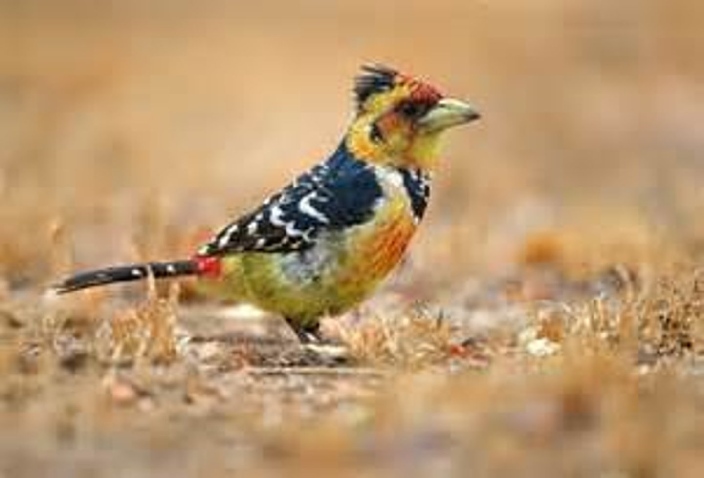 <p>Piciformes Capitonidae</p>