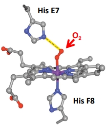 <ul><li><p>the central Fe II is coordinated by 4 N atoms of the ring and 1 N atom from one side chain of Histidine</p></li><li><p>O2 can bind reversibly to form the 6th coordination bond</p></li><li><p>His E7 forms a H bond to the bound O2</p></li></ul><p></p>