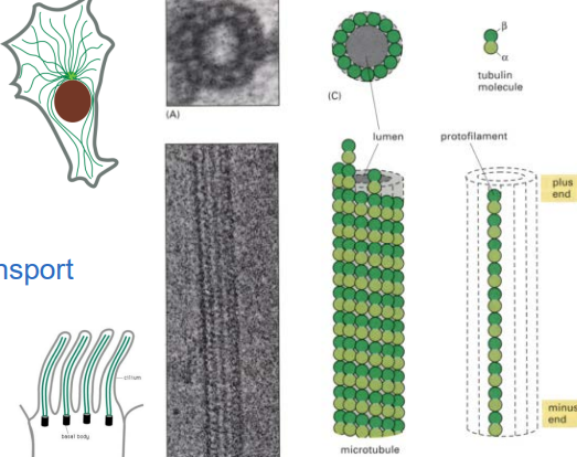 <ul><li><p>they organize cellular organelles within cytoplasm.\</p></li><li><p>provide tracks on which cell  constituents move.</p></li><li><p>provide the force for Cilla and flagella beating</p></li><li><p>form the mitotic spindle</p></li></ul><p></p>
