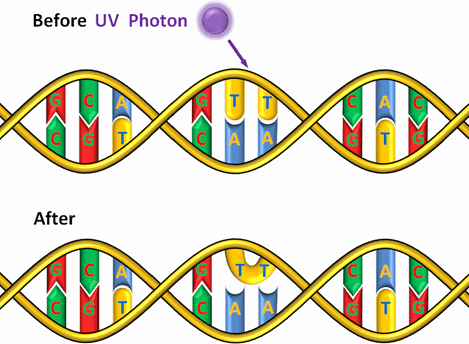 <p>result of too much exposure to UV light. Thymine nucleotides located adjacent to each other on DNA strand bind together → helps cause further mutations, can negatively affect replication of DNA</p>