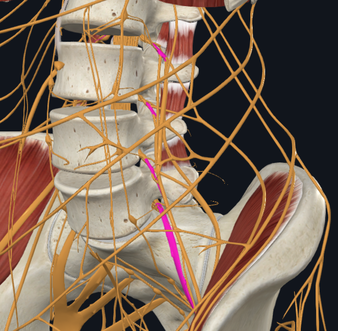 <p>What are these nerves called</p>