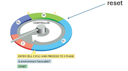 <p>G1 — a reset of the control system</p><p>reset necessary bc during mitosis: cyclins are degraded, synthesis of new cyclins is blocked, cdk inhibitors are active</p>