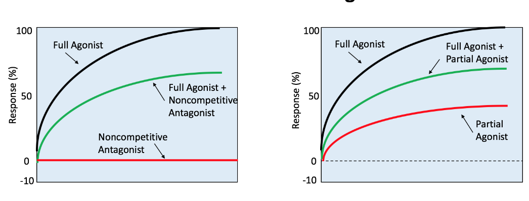 <p>what are the similarities vs differences between the noncompetitive antagonists vs the partial agonist curves? </p>