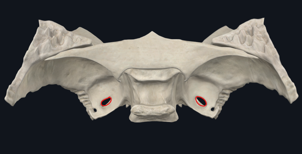 <p>Nombrado también foramen ovale</p>