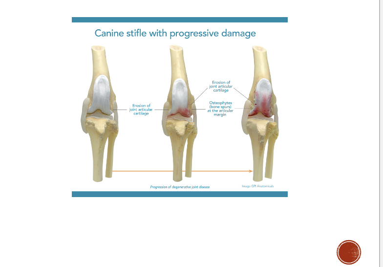 <p>Osteoarthristis OA what age group is affected… general?</p><p>Osteoarthritic is classified as ?</p><p></p><p>Characterized by these factors</p>