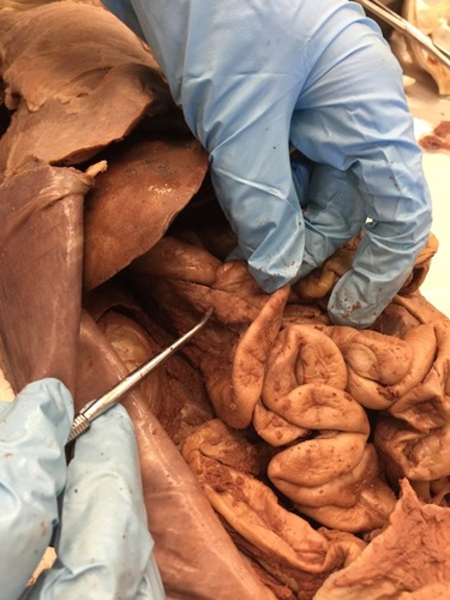 <p>organ found under the stomach; on the right side</p>