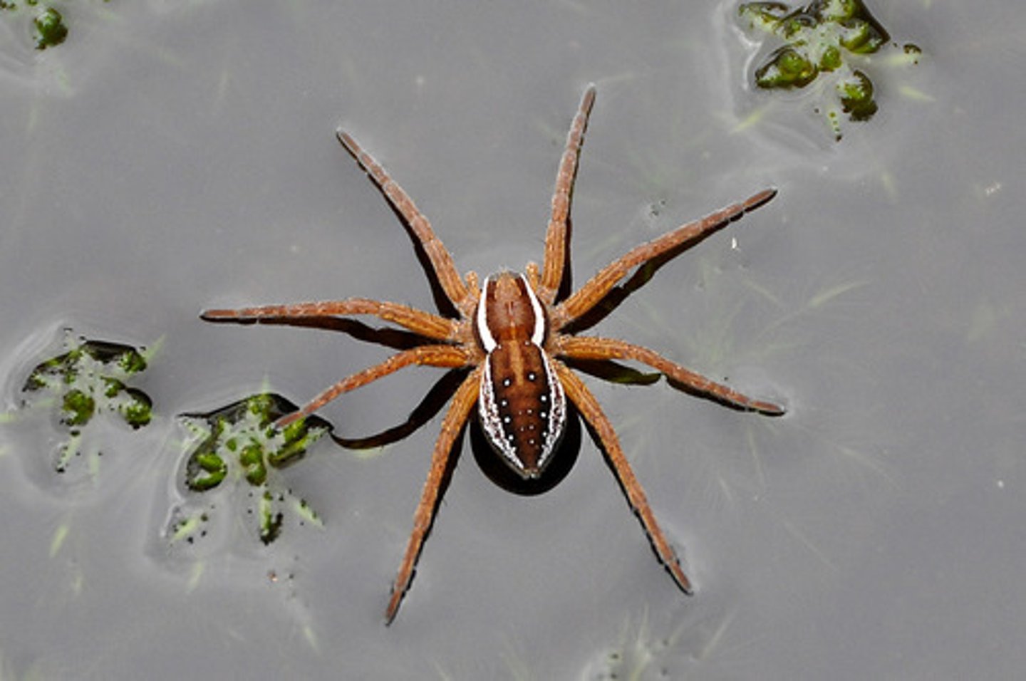 <p>spinnen</p>