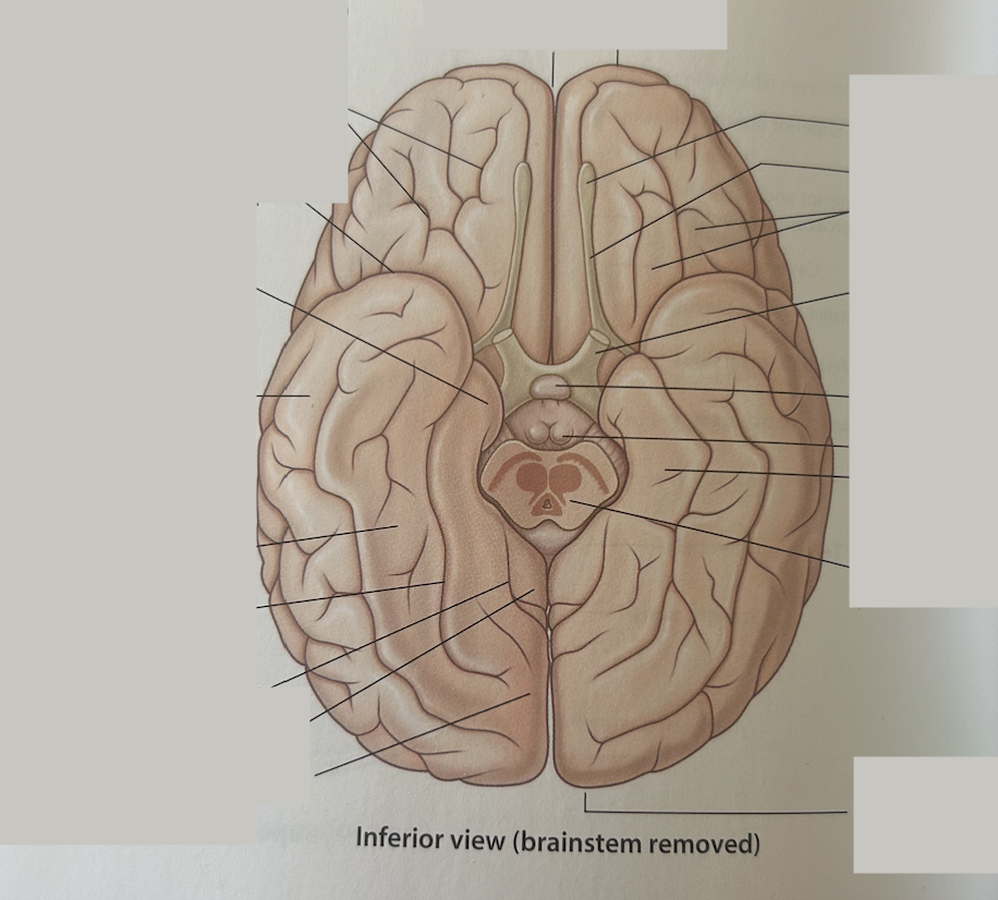 Where is olfactory bulb?