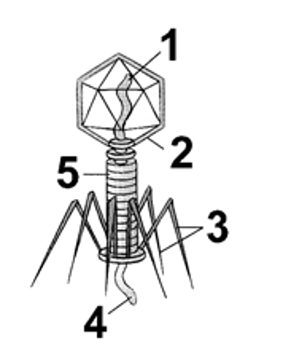 <p>e. 2= protection of the genetic material, 3= attachment to a host cell</p>