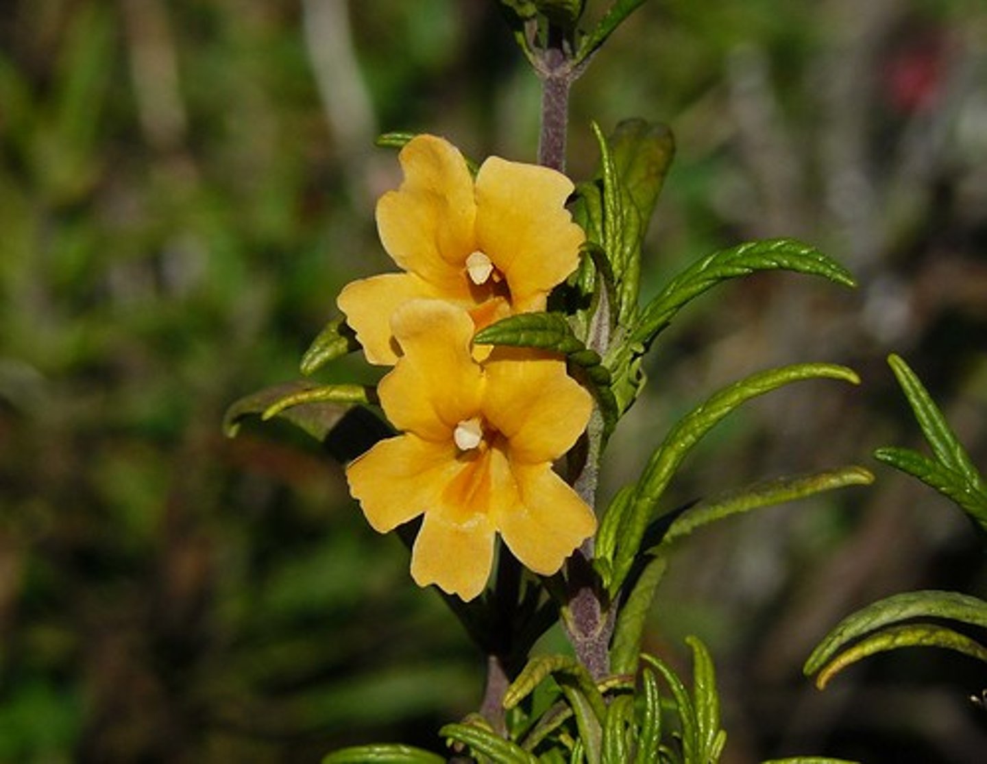 <p>Diplacus aurantiacus (coastal scrub)</p><p>Leaves: Opposite, sticky texture, oval.</p><p>Flowers: Tubular, orange; attracts hummingbirds.</p>