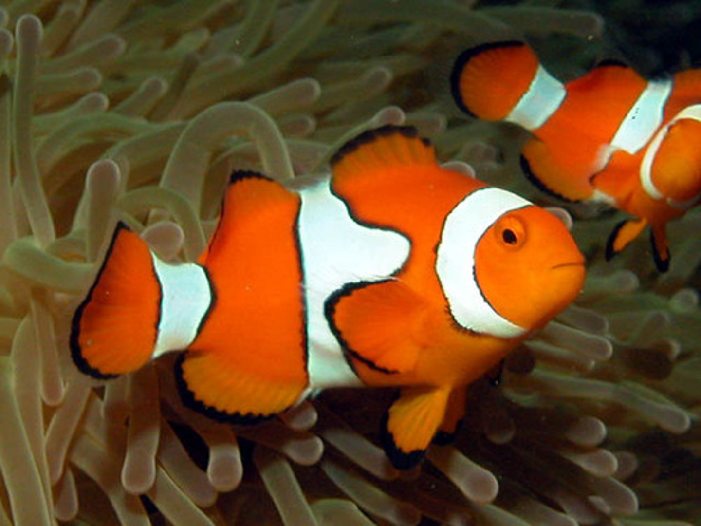 <p>symmetrical</p><p>-large amount of surface area allows sharp turns and quick starts to avoid predators</p><p>-creates drag-fish tires easily</p><p>ex: clownfish, northern puffer</p>