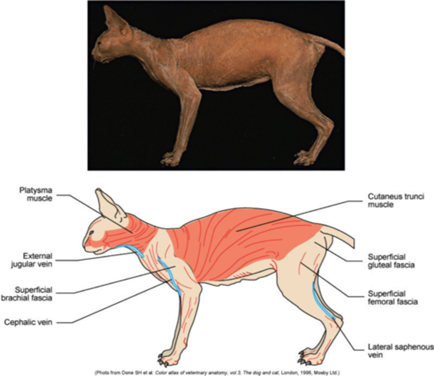 <p>tightly adhered to skin, twitches skin</p>