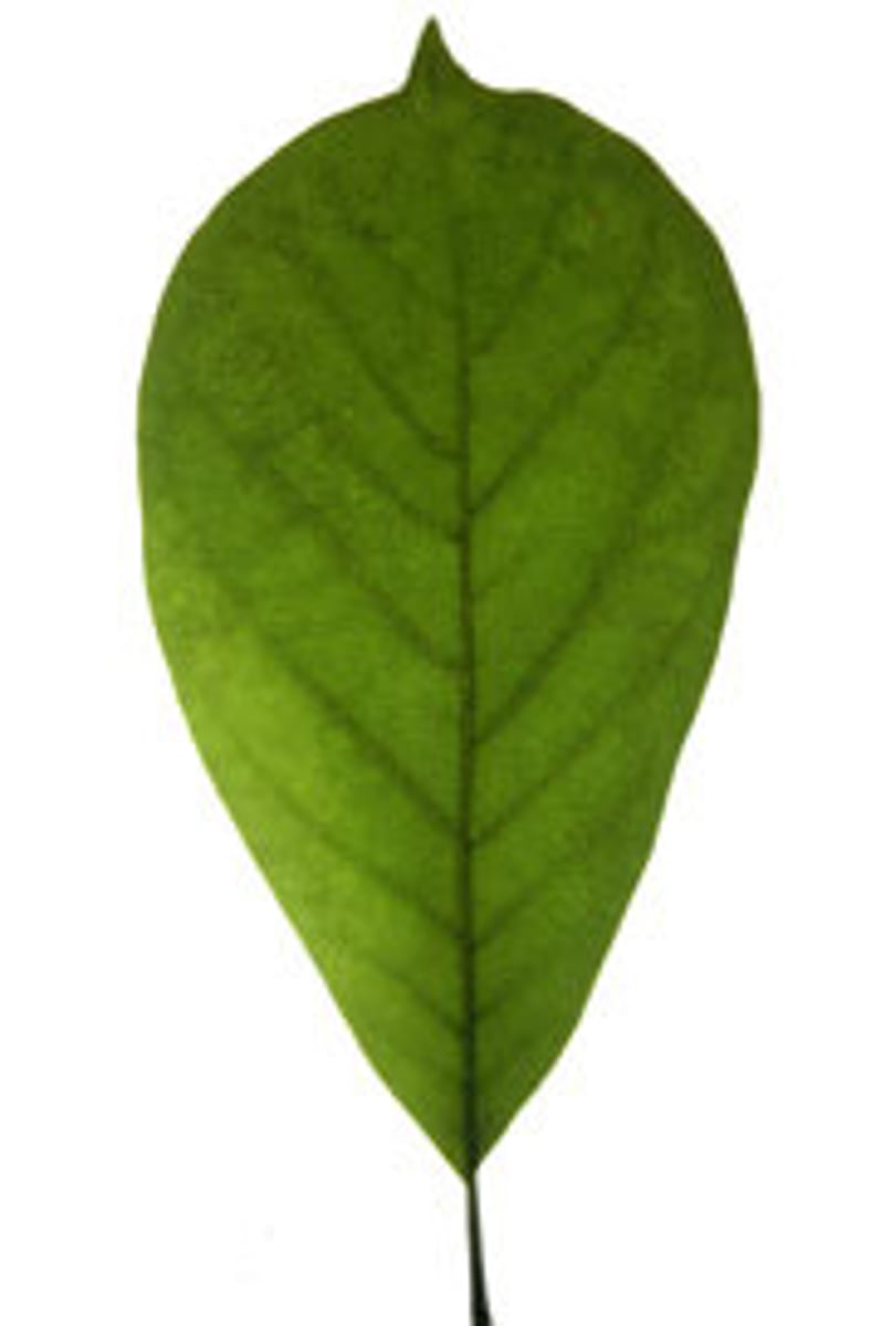 <p>leaf shape widest near top</p>