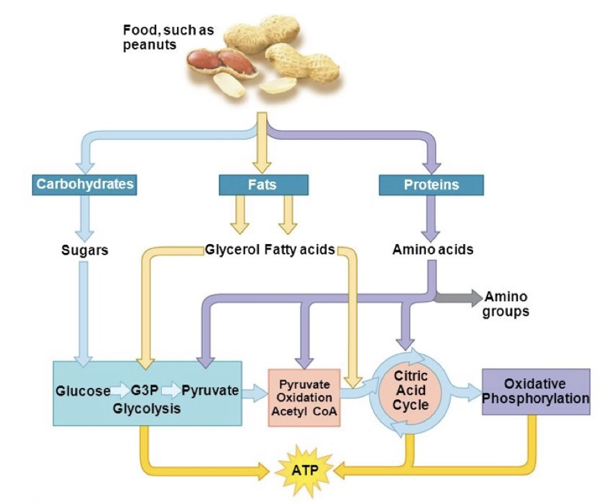 <p>A series of metabolic pathways that convert carbon fuels into <strong>CO2</strong> and <strong>H2O</strong> to generate energy (i.e., ATP)</p><p></p>