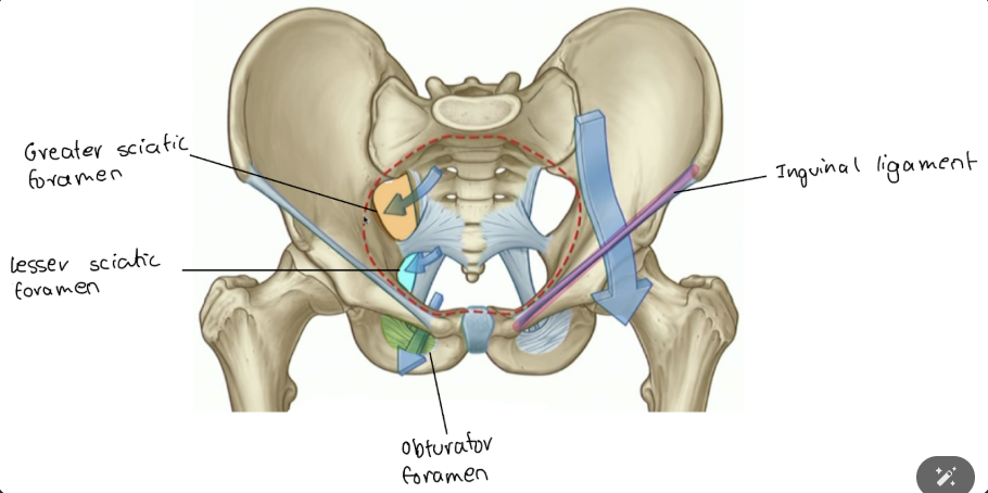 <p>things go below the inguinal ligament to where?</p>