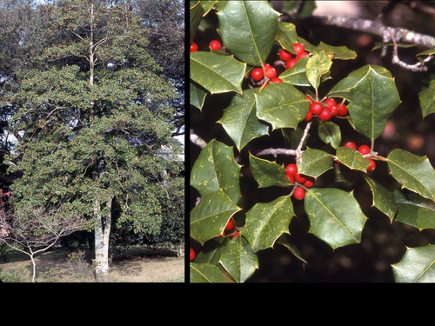 <p>Evergreen tree with thick, spiny leaves and red berries; campus, Jamesburg, Sandy Hook.</p>