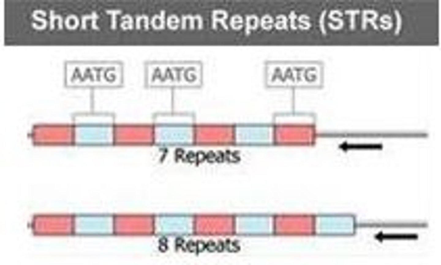 <p>duplicated genes are arranged side-by-side</p>