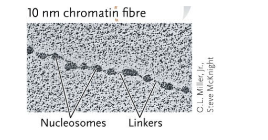 <p>Organization in Eukaryotes:</p><p>Each DNA molecule is a repeating series of NUCLEOSOMES, called 10nm CHROMATIN FIBRES, that looks like&nbsp;“beads on a string” under an electron microscope&nbsp;</p>