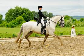 <p>Trot(English)/Jog(Western)</p>