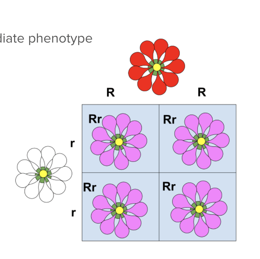 <ul><li><p><span style="background-color: transparent; font-family: "Proxima Nova", sans-serif;"><span>RR = red flowers</span></span></p></li><li><p><span style="background-color: transparent; font-family: "Proxima Nova", sans-serif;"><span>Rr = </span><strong><span>pink</span></strong><span> flowers</span></span></p></li><li><p><span style="background-color: transparent; font-family: "Proxima Nova", sans-serif;"><span>rr = white flowers</span></span></p></li></ul><p></p>