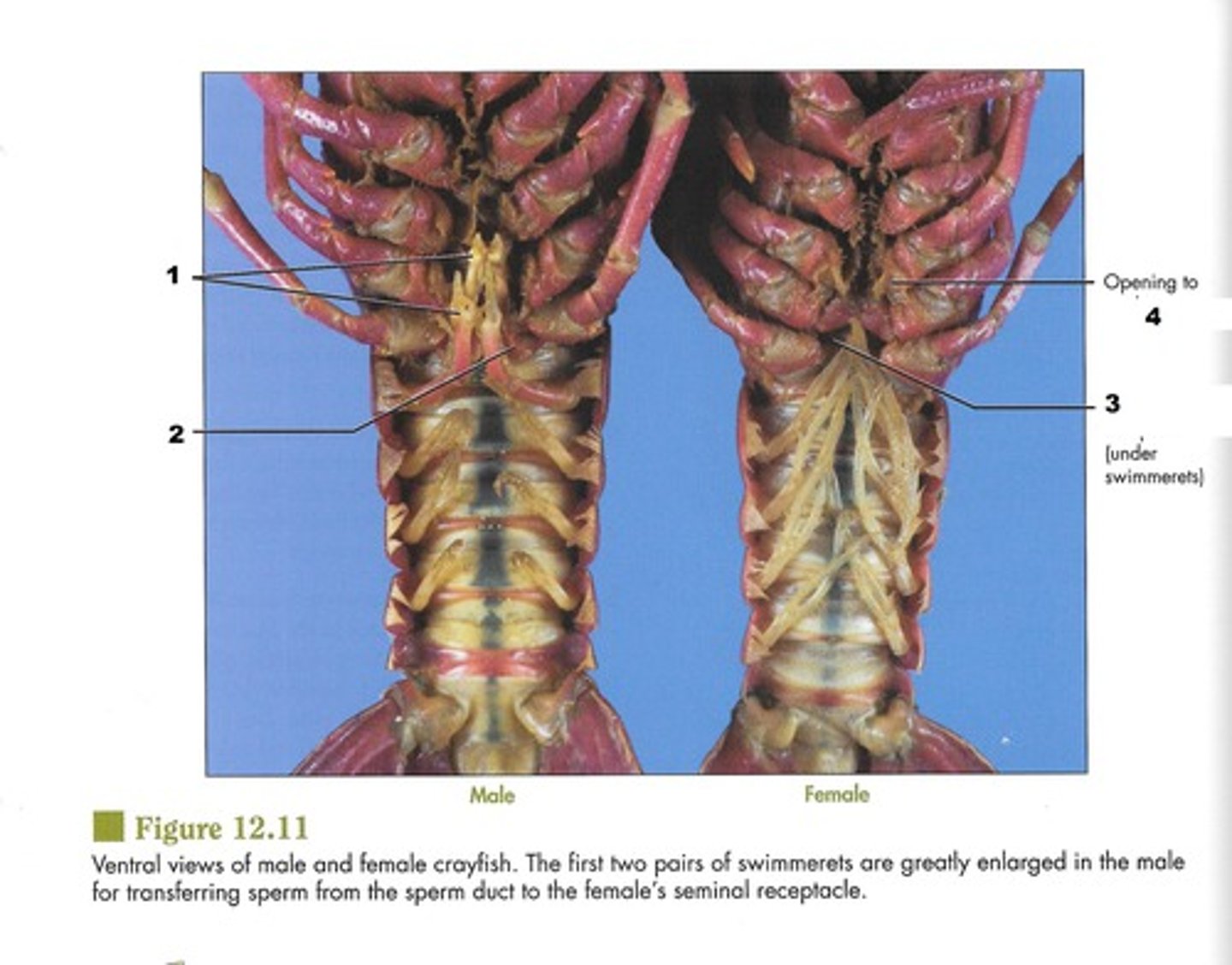 <p>Males have enlarged first pair of swimmerets, to deposit sperm into the females seminal receptacle.</p>