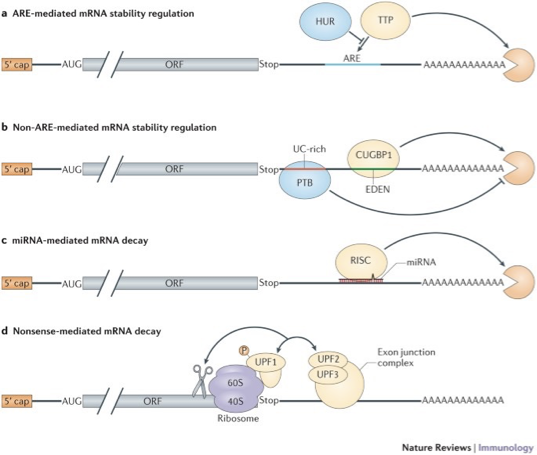 <p>(these are different types of RNA decay mechanisms)</p>