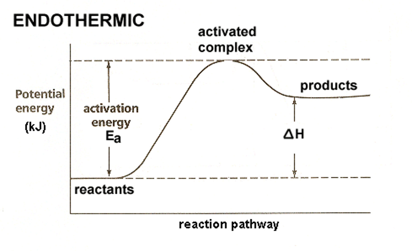 <p>- slow because it needs a lot of Ea</p><p>- change in temperature is positive</p><p>- absorbs energy</p>