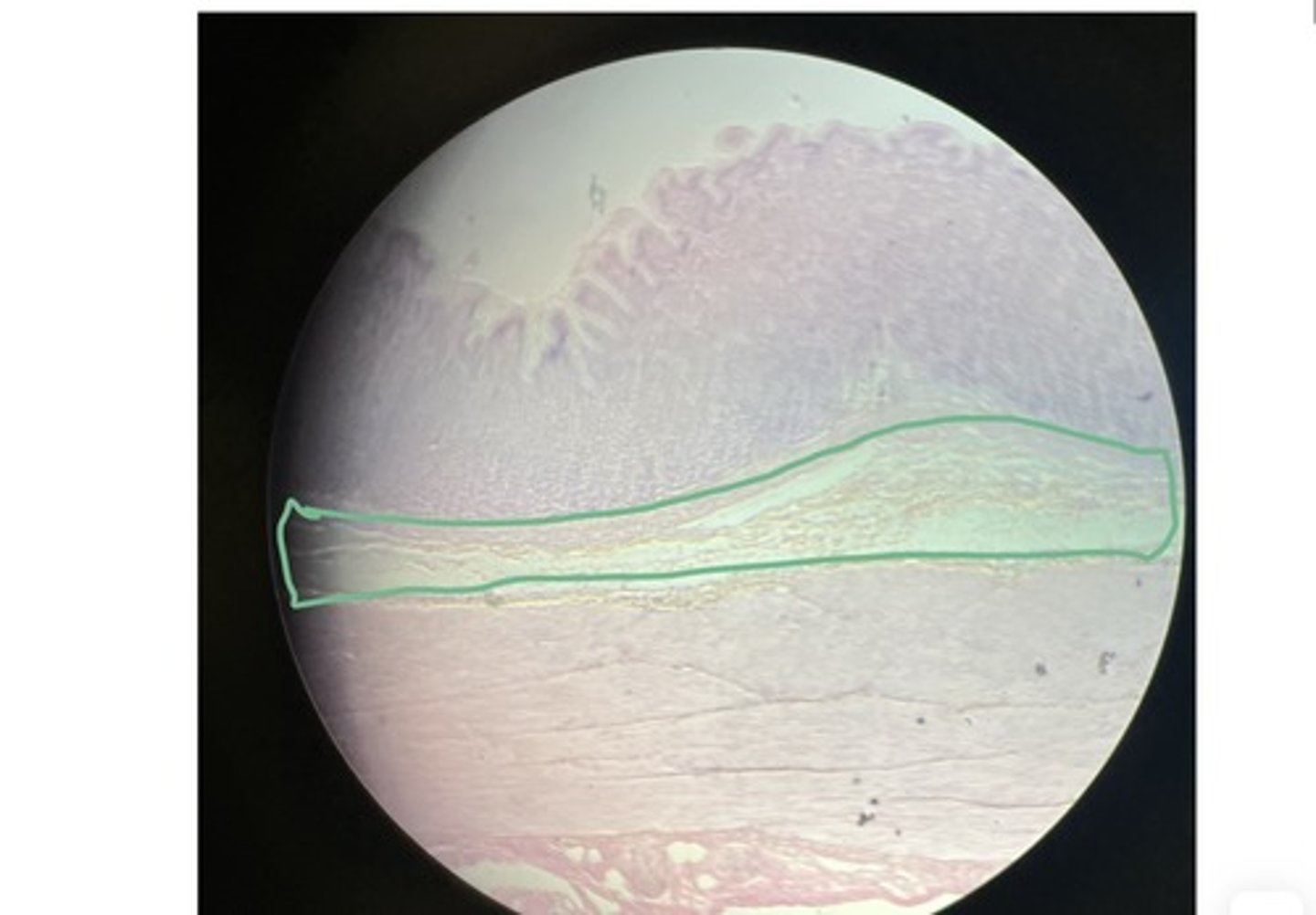 knowt flashcard image