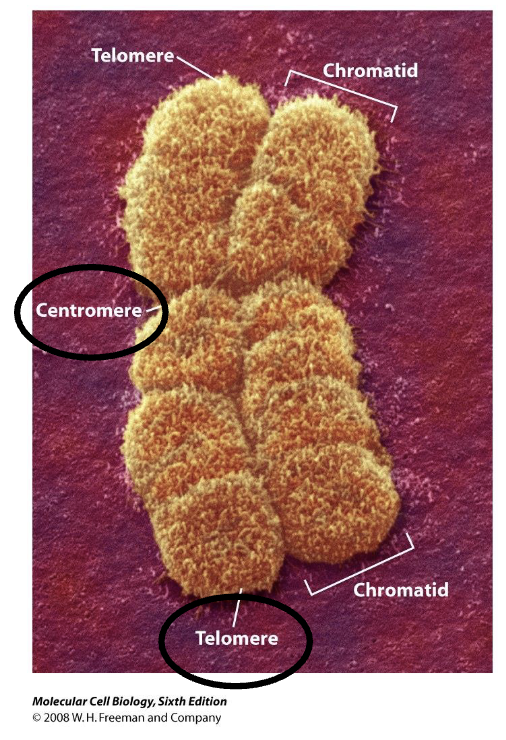 <ol><li><p><strong>origin of replication </strong></p></li><li><p><strong>centromere</strong></p></li><li><p>2 <strong>telomeres</strong> (ends)</p></li></ol><p></p>