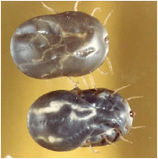 <ul><li><p>Texas Cattle Fever Tick</p></li><li><p>1st arthropod to be shown to serve as the INTERMEDIATE HOST for Babesia bigemina</p></li><li><p>COMPLETELY ERADICATED FROM U.S, is REPORTABLE</p></li></ul><p></p>