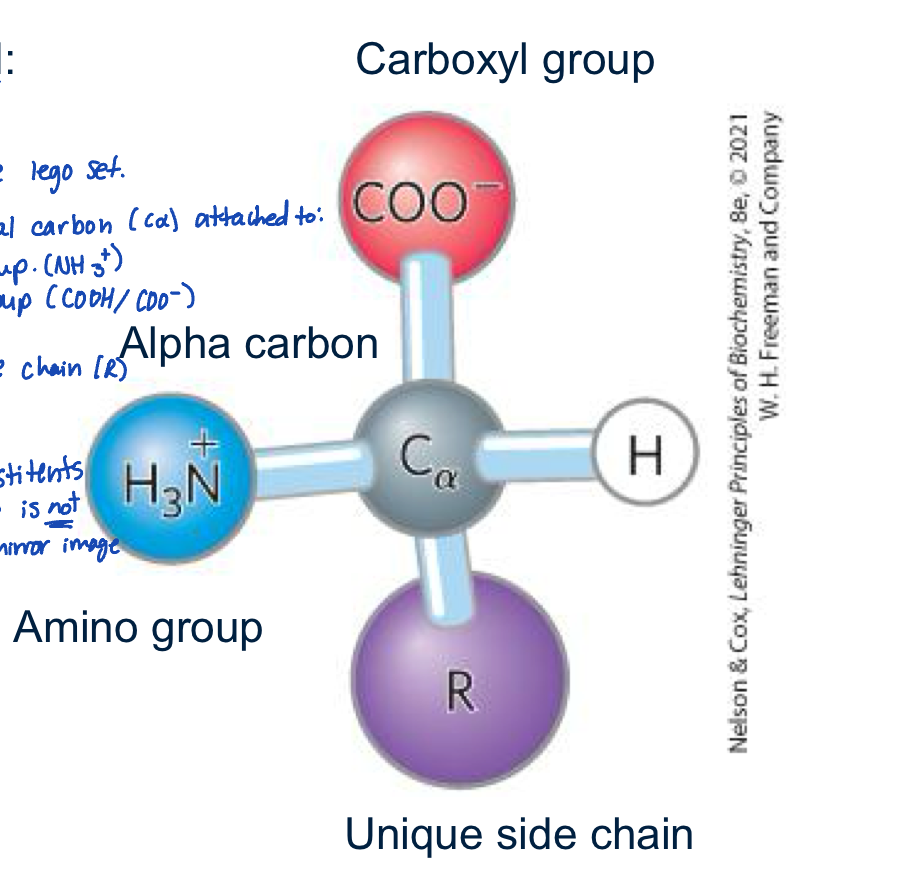 <ul><li><p>is like the ultimate lego set </p></li><li><p>contains an essential carbon (c-alpha) attached to: </p><ul><li><p>an amino group </p></li><li><p>carboxyl group </p></li><li><p>hydrogen </p></li><li><p>unique side chain R</p></li></ul></li><li><p>note the c-alpha is chiral </p></li></ul><p></p>