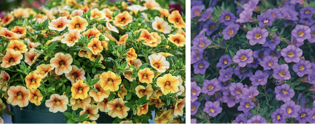 <p>A low, trailing plant covered in small, bell-shaped blooms in a rainbow of colors that drop cleanly after flowering.</p>