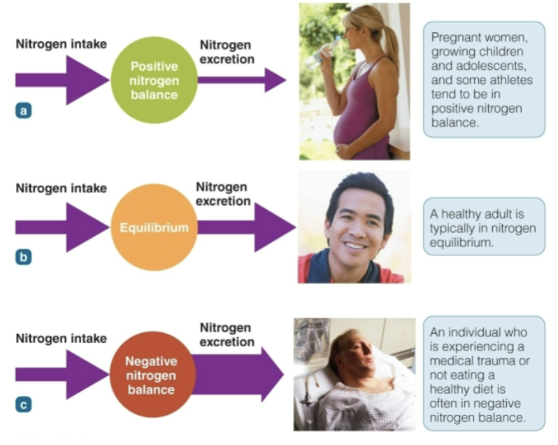 nitrogen balance and imbalance