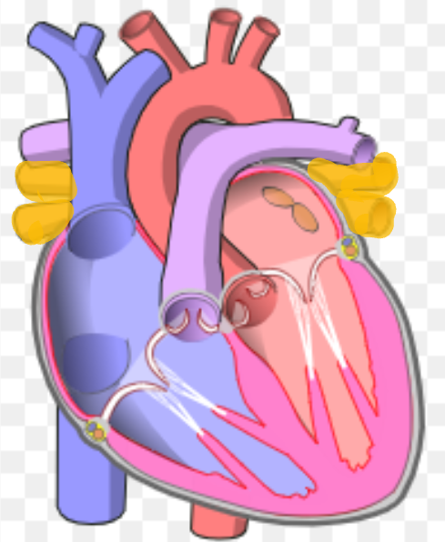 <p>What is the name the highlighted portion of the heart?</p>