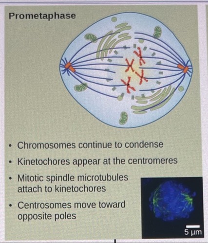 -chromosomes continue to condense 
-kinetochores appear at the centrosomes 
-miotic spindle microtubules attach to kinetochores