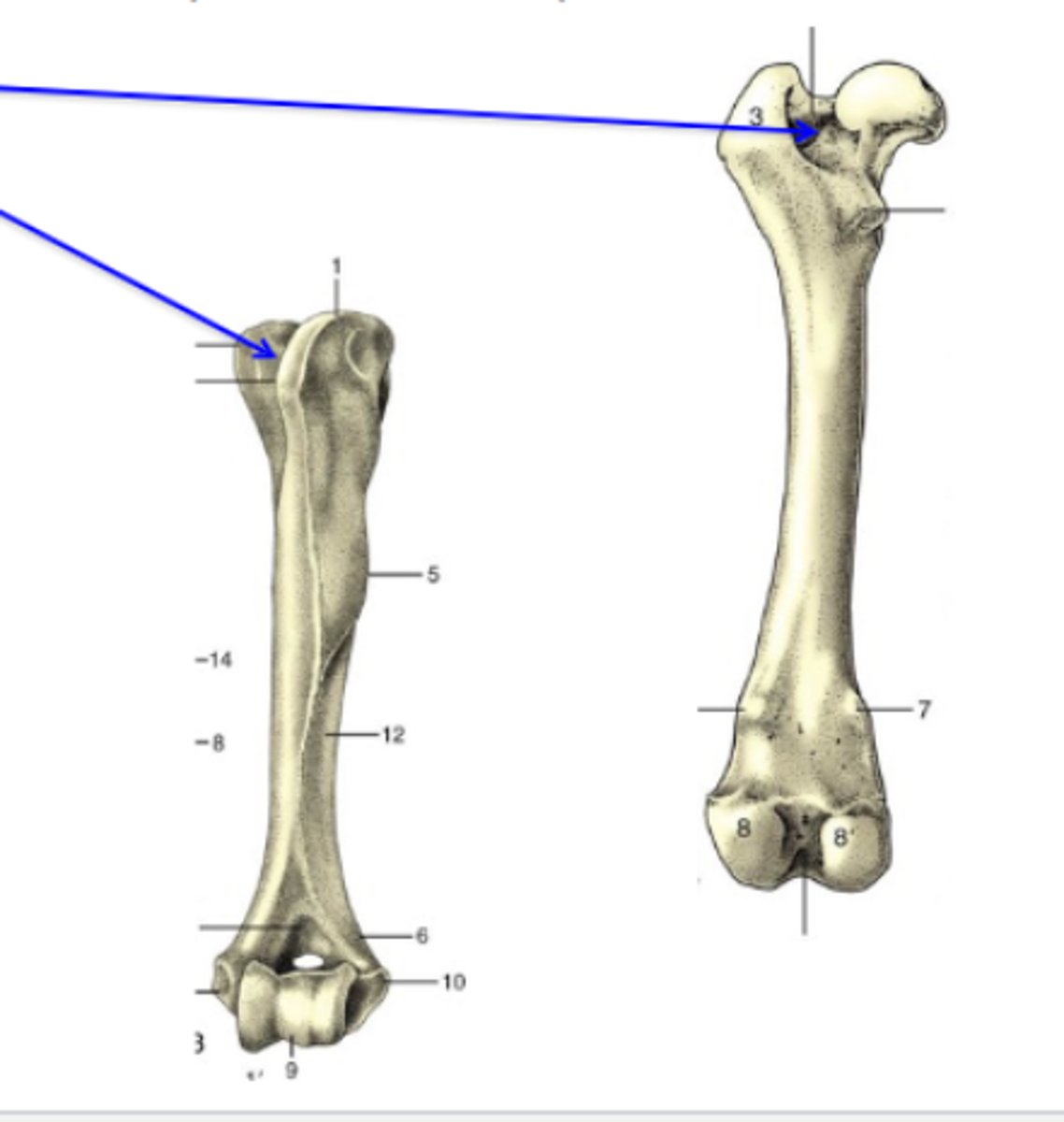 <p>Bone depressions</p><p>What is the TOP blue arrow pointing to?</p><p>3 multiple choice options</p>
