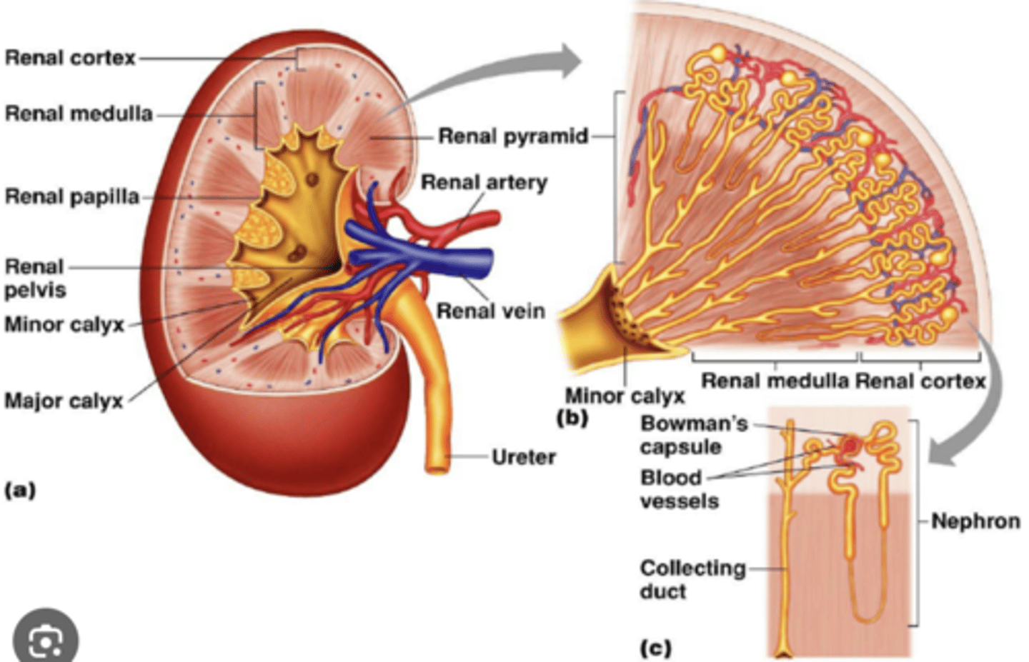 <p>collecting tubules which, at the renal papilla, open to the minor calyces, and then into the major calyces, which join to form the renal pelvis and from there to the ureter.</p>