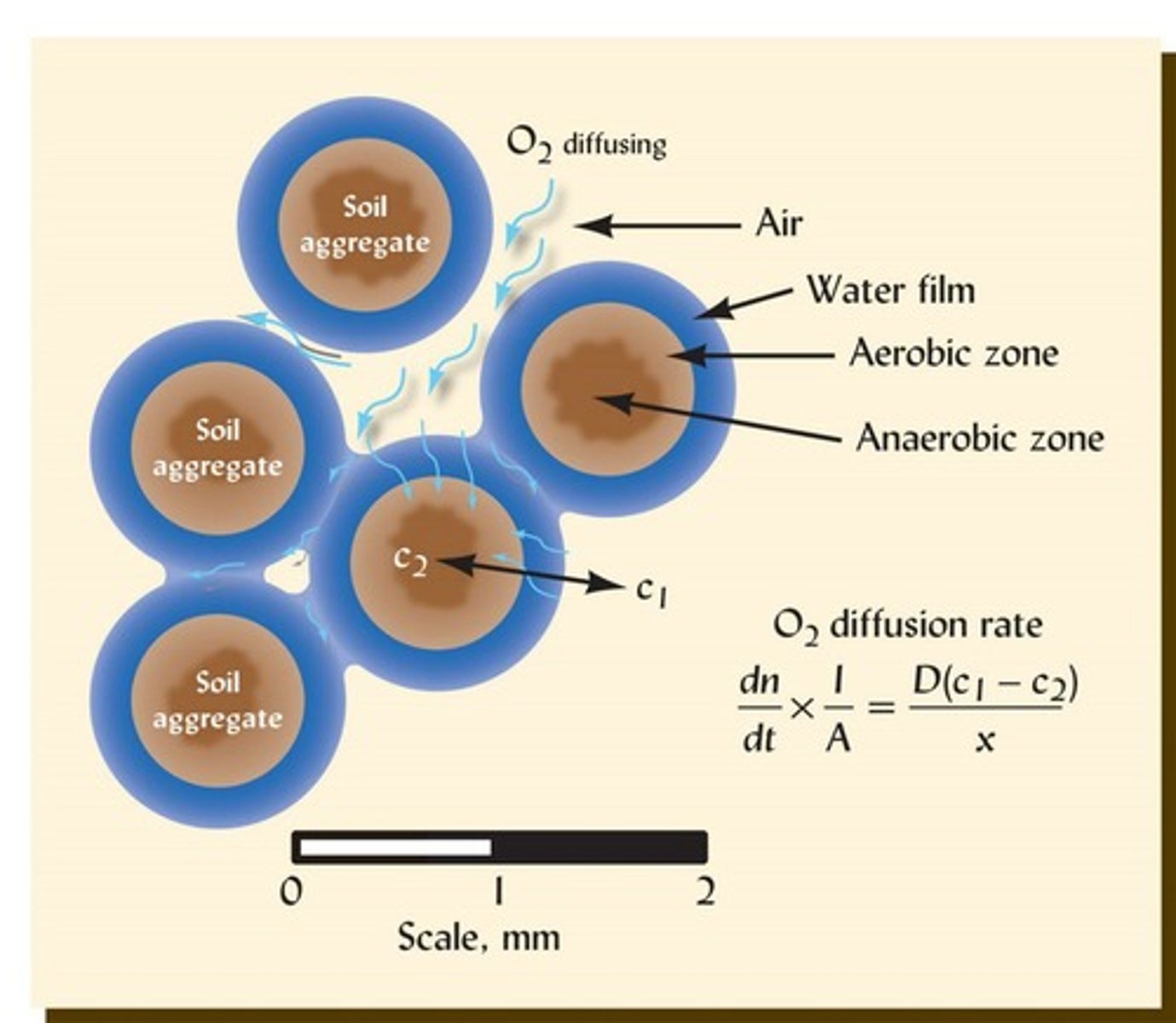 <p>Soil texture and structure affect the presence of macropores, which facilitate oxygen diffusion and gas exchange.</p>