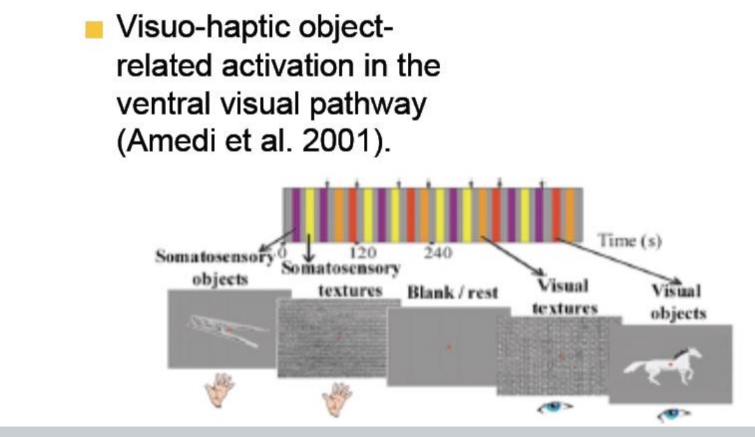 <ul><li><p>Amedi et al. (2001) showed that the ventral visual pathway, especially the lateral occipital complex (LOC), is activated not only by visual object recognition but also when objects are explored through touch (haptics).</p></li><li><p>This suggests that object representations in the brain are&nbsp;<strong>modality-independent</strong>&nbsp;and&nbsp;<strong>shared across vision and touch</strong>.</p></li></ul><p></p>