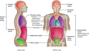 <ul><li><p>cranial </p></li><li><p>spinal</p></li><li><p>thoracic</p></li><li><p>abdominal</p></li><li><p>pelvic </p></li></ul><p></p>