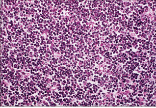 <p>name of histologic slide:</p><p>Specie:</p><p>Stain used:</p>