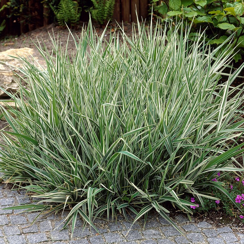 <p>Vilken blomma? </p>