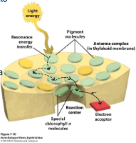 <p>Pigments absorbing light (electrons boosted to higher energy level, excited state)</p>