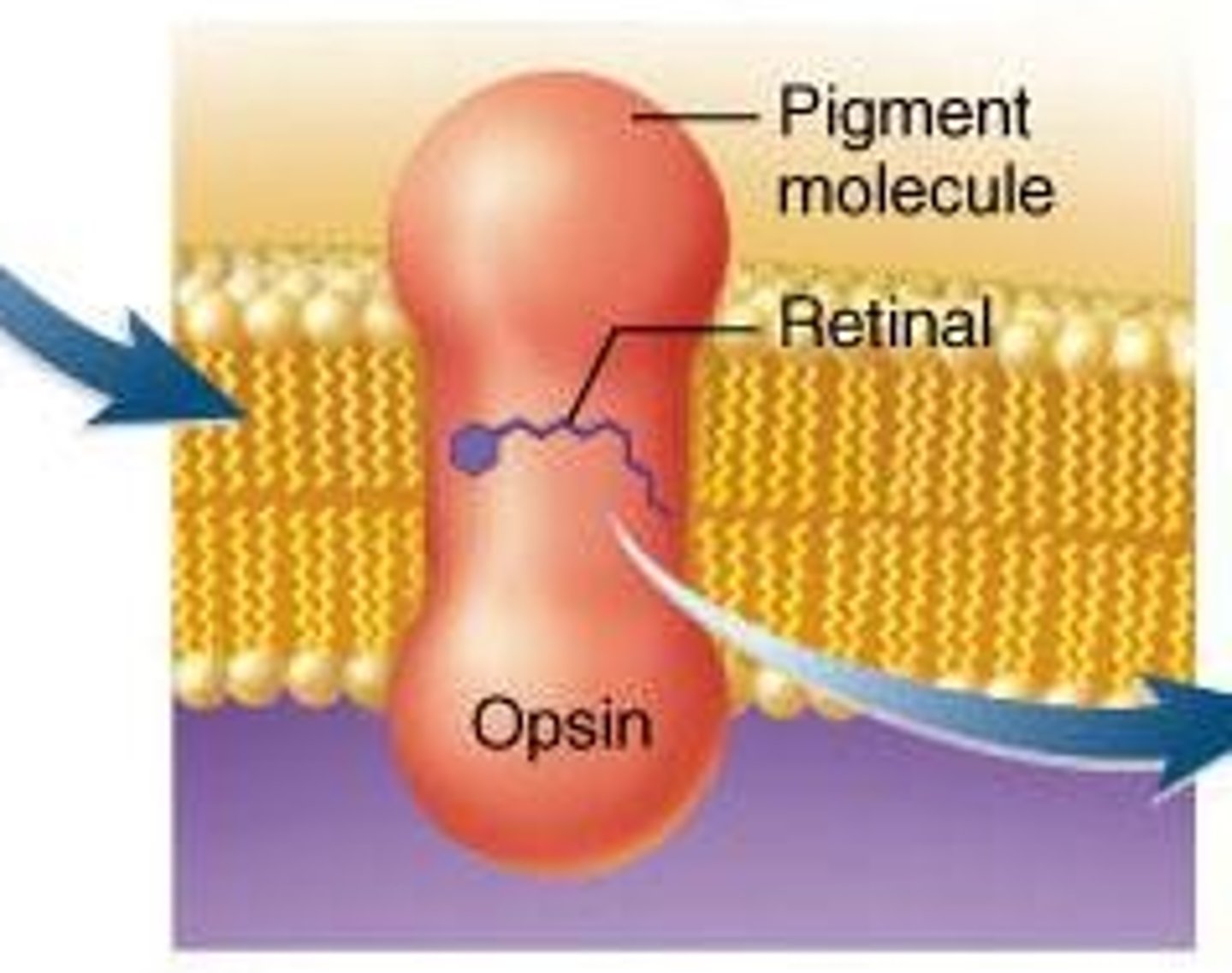 <p>In rod cells, composed of opsin and cis retinol</p>