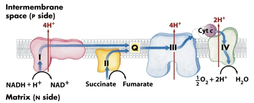 <ul><li><p>Site of entry for electrons from NADH and FADH<sub>2</sub> (succinate) from the CAC and other catabolic pathways</p></li><li><p>Four multienzyme complexes connected by two mobile carriers: ubiquinone (Q) and cytochrome c</p></li><li><p>Electrons flow from -E<sup>º’</sup> to + -E<sup>º’</sup></p></li><li><p>During electron flow, H<sup>+</sup> is pumped from the matrix to the cytosolic side of the mitochondrial inner membrane</p></li></ul><p></p>