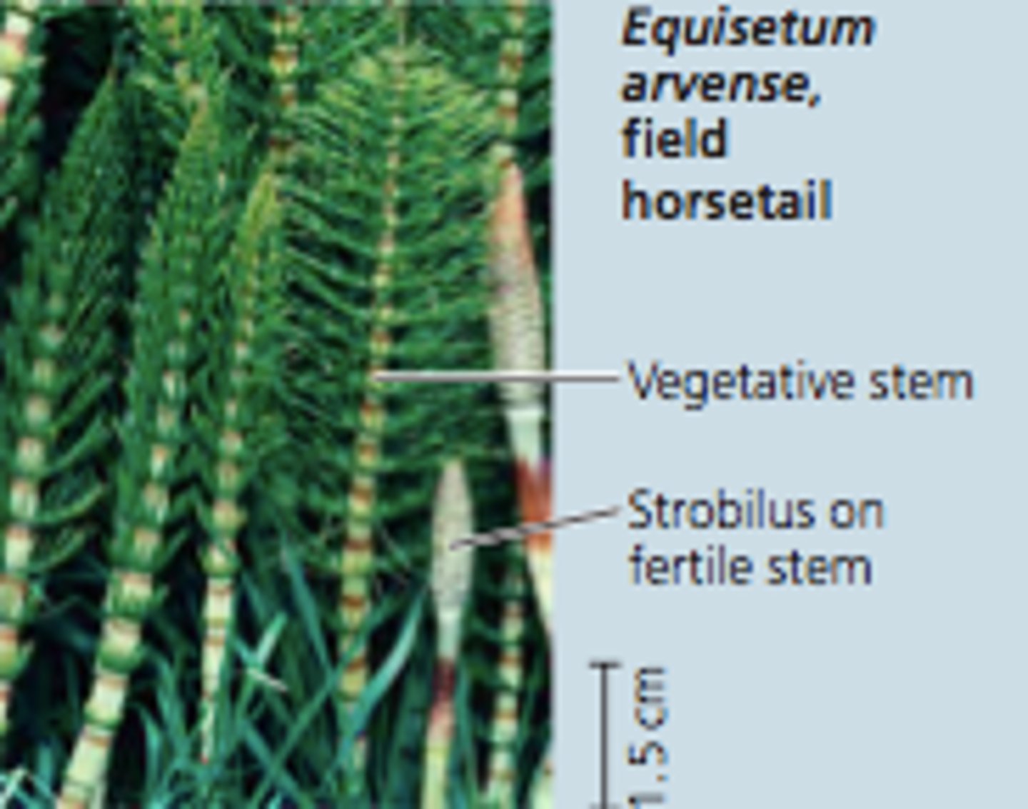 <p>The parts of a plant (such as stems, roots and leaves) that are not involved in reproduction</p>