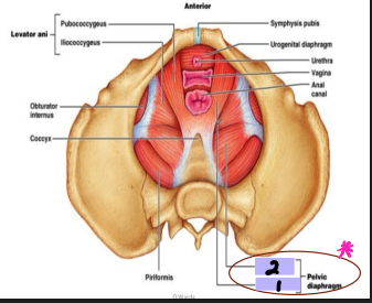 <p><strong>Pelvic Floor: Pelvic Diaphragm</strong></p><p>-Pelvic Diaphragm → __________ portion shaped like a bowl or funnel </p><p>-Muscles</p><ul><li><p>_______ ani (#1) and coccygeus muscles (#2)</p></li><li><p>Originates at ______ bones and comes together midline and around the anal aperture </p></li><li><p>Posterior to anal aperture, the coccygeus muscle comes together as the ligament or raphe called the anococcygeal ligament and attaches to coccyx </p></li></ul><p>-Urogenital _______</p><ul><li><p>U-shaped gap allowing _______ in both sexes and vagina in women to pass through the diaphragm </p></li></ul><p></p>
