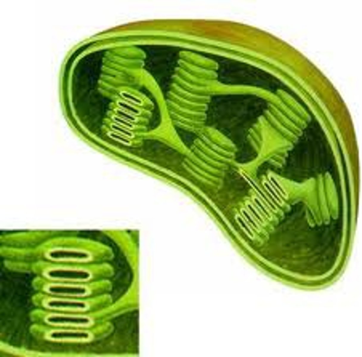 <p>Organelles that carry out photosynthesis in plants</p>