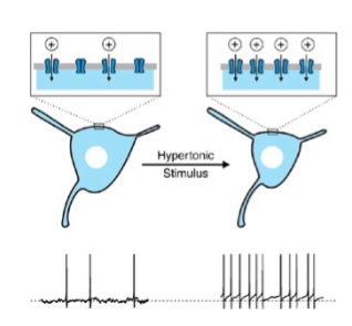 <p>osmosensitive</p><p>hypothalamus</p><p>membrane potential</p>